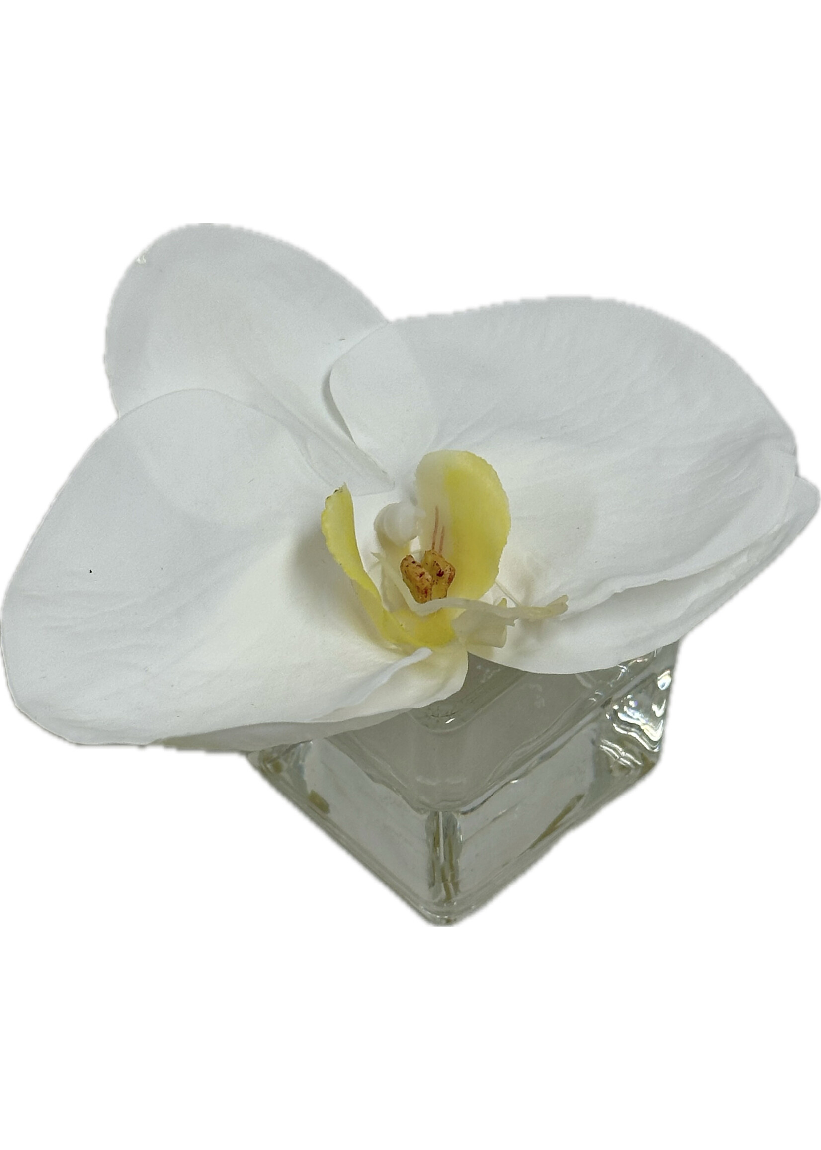 Phalaenopsis Orchid Votive-White (WM12)