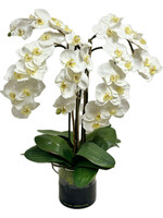 Phalaenopsis Orchid x5 in 6" Cylinder-White (WM2)