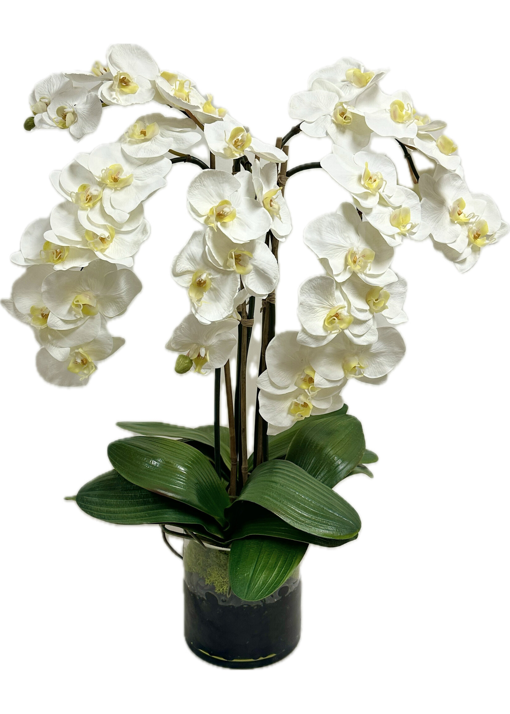 Phalaenopsis Orchid x5 in 6" Cylinder-White (WM2)