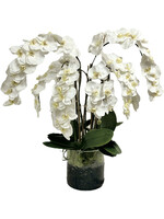 Phalaenopsis Orchid x8 in 8" Cylinder-White (WM1)