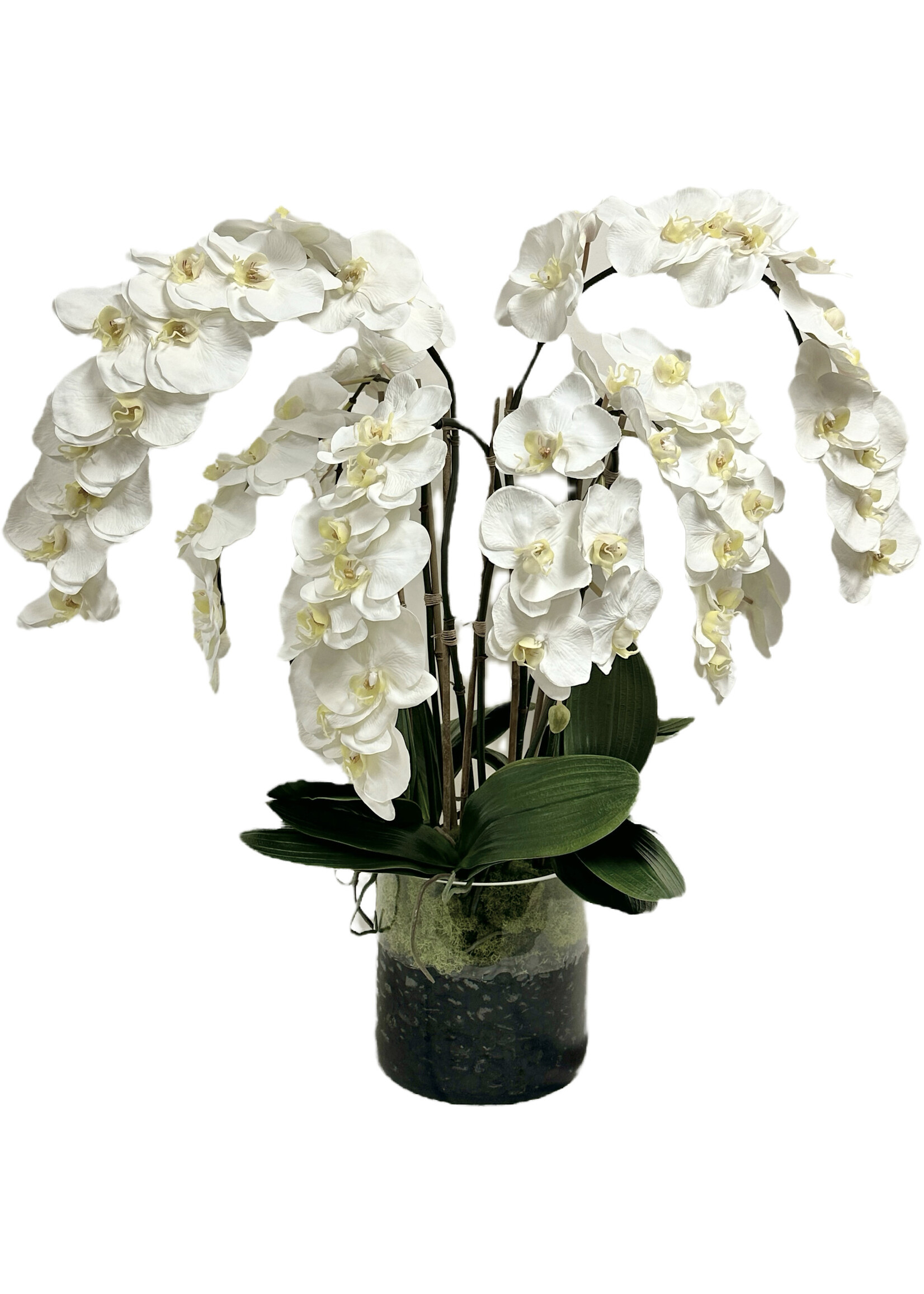 Phalaenopsis Orchid x8 in 8" Cylinder-White (WM1)