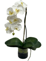Small Phalaenopsis Orchid  in 4" Cylinder-White (WM2)