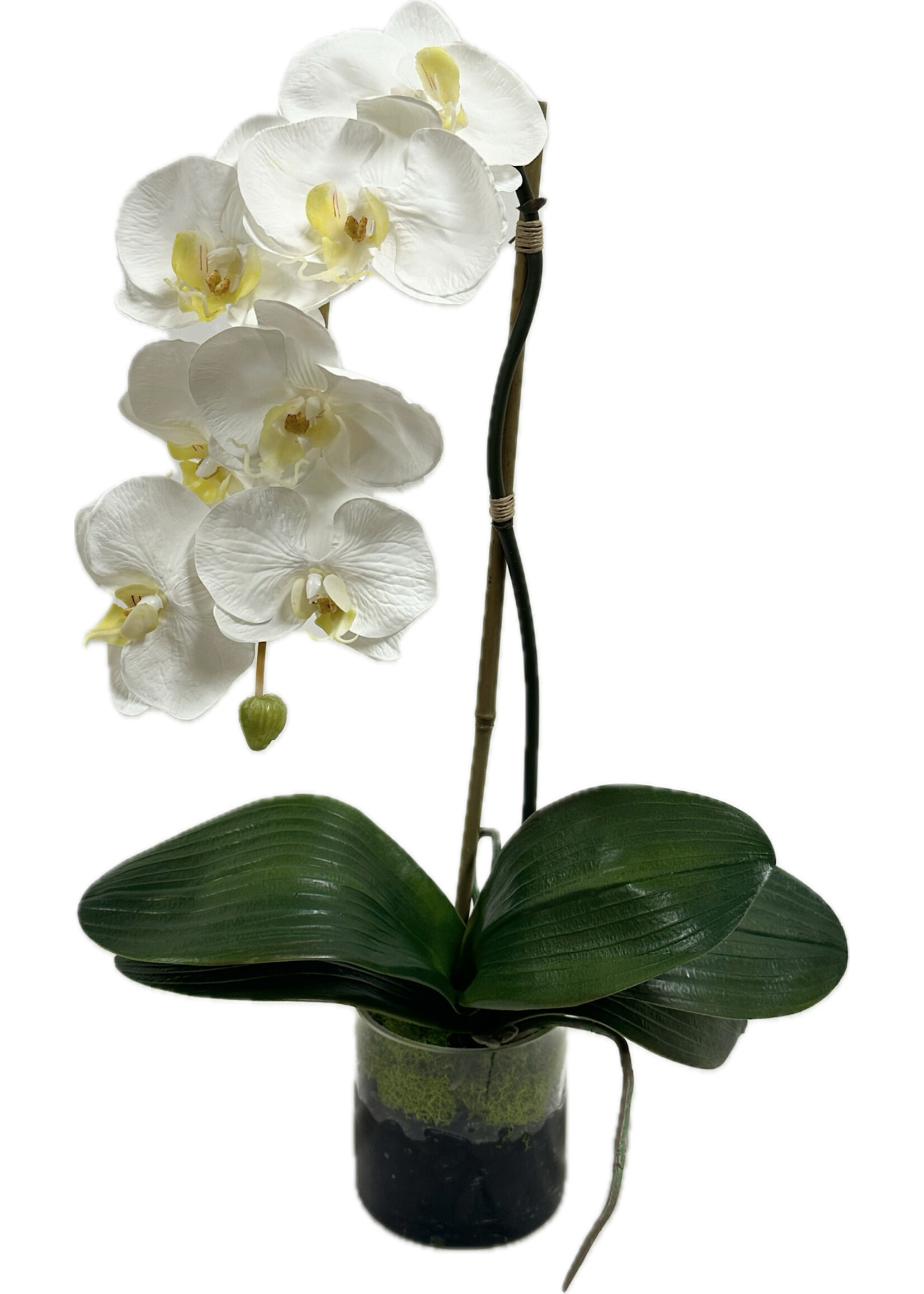 Small Phalaenopsis Orchid  in 4" Cylinder-White (WM2)