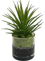 Succulent in 3" Cylinder (WM4)