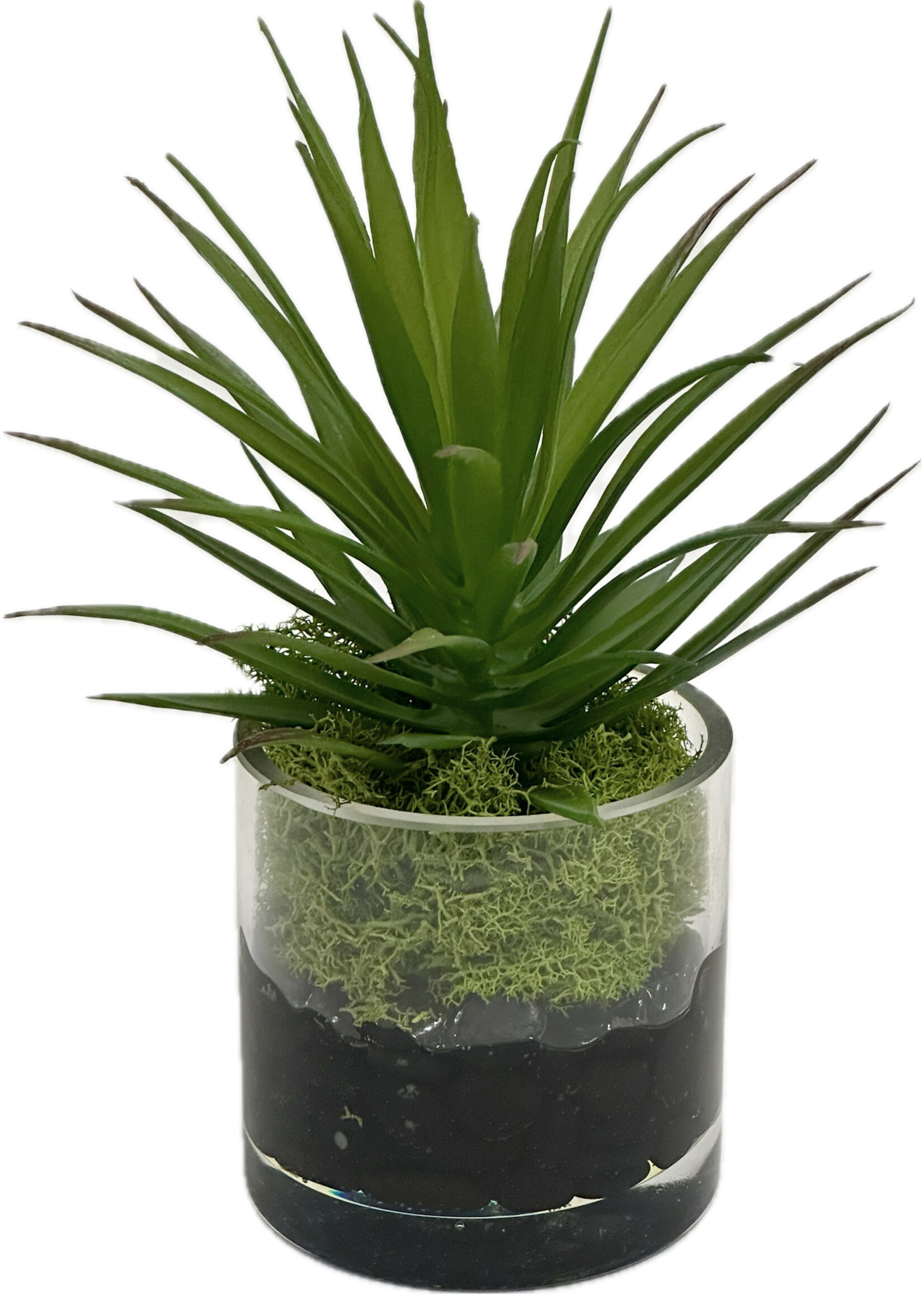 Succulent in 3" Cylinder (WM4)