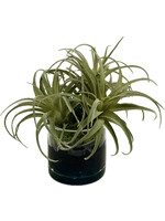 Tillandsia in 3" Cylinder (WM4)
