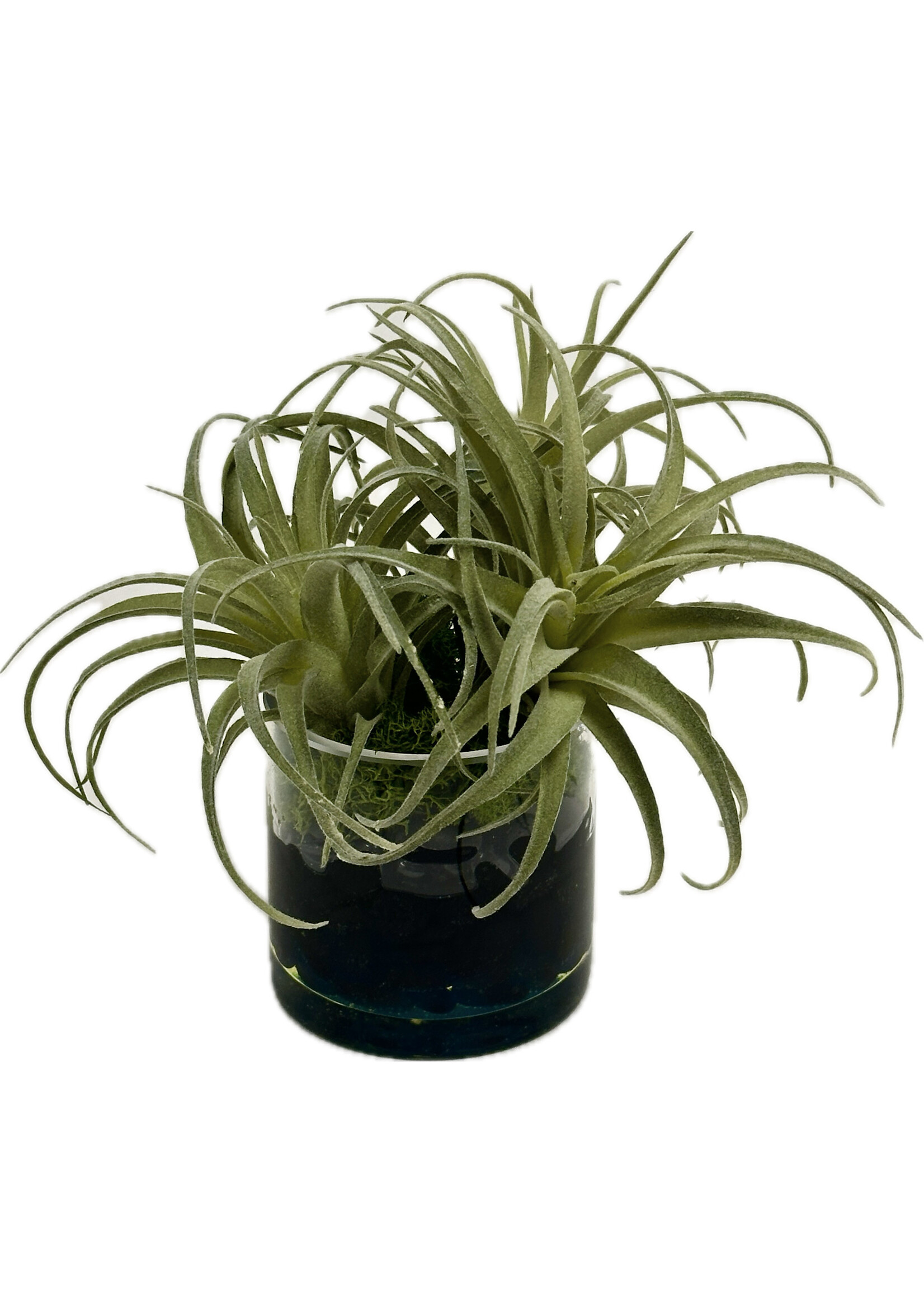Tillandsia in 3" Cylinder (WM4)