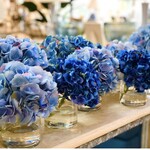 Hydrangea