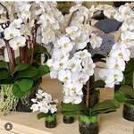 Orchids