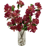 Bougainvillea