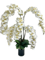 XLarge Phalaenopsis Orchid x5 in Cylinder-White (WM1)