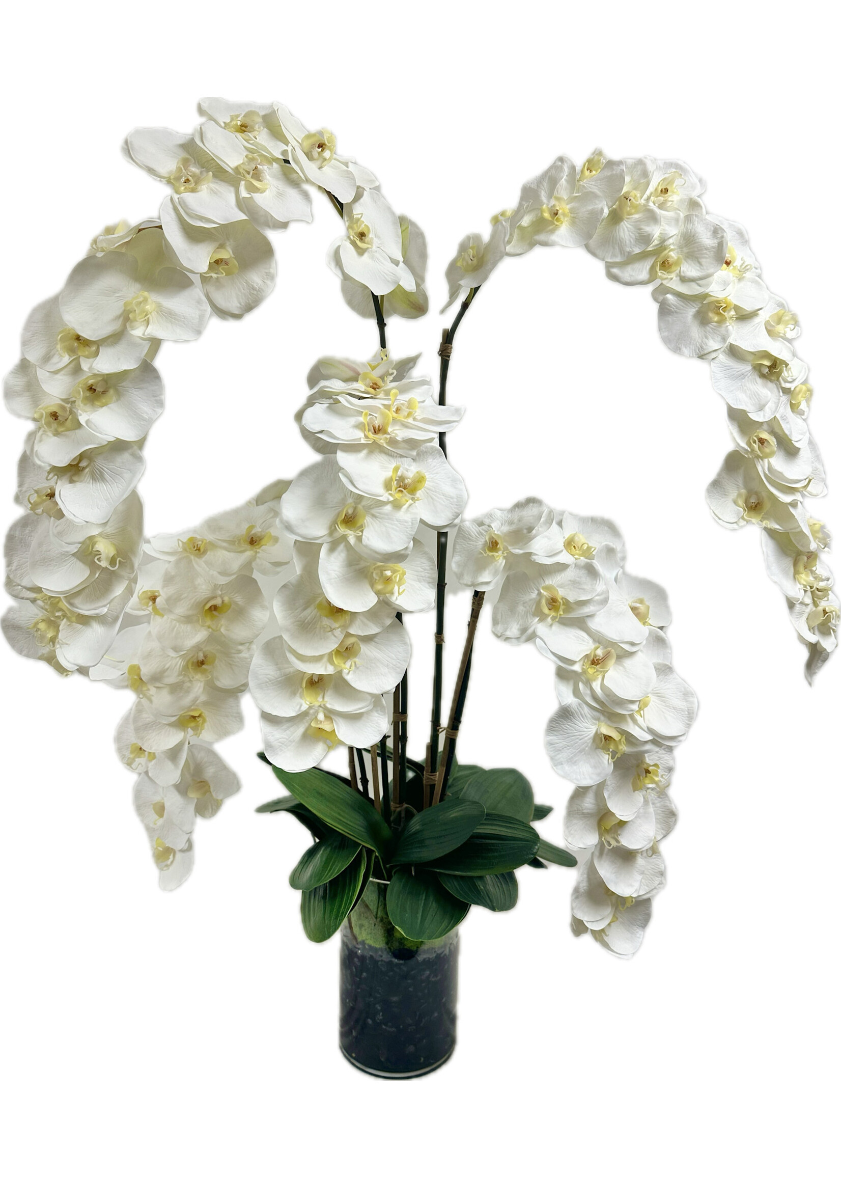 XLarge Phalaenopsis Orchid x5 in Cylinder-White (WM1)