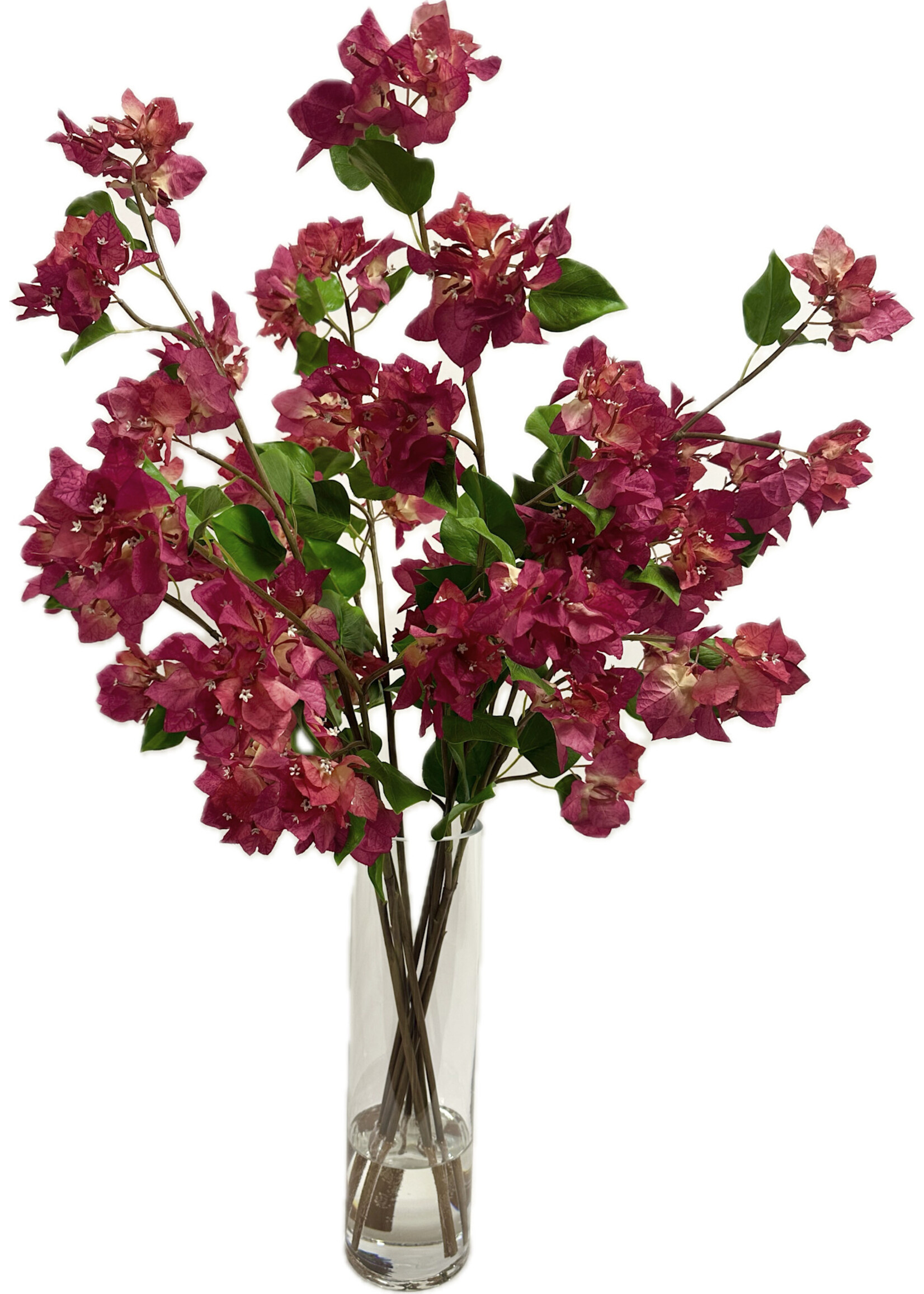 Bougainvillea in 14"H  Cylinder (WM2)