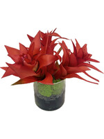 Star Bromeliad in 4" Cylinder-Orange Red (WM2)