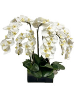 Phalaenopsis Orchid x7 in 12" Rectangle-White (WM1)