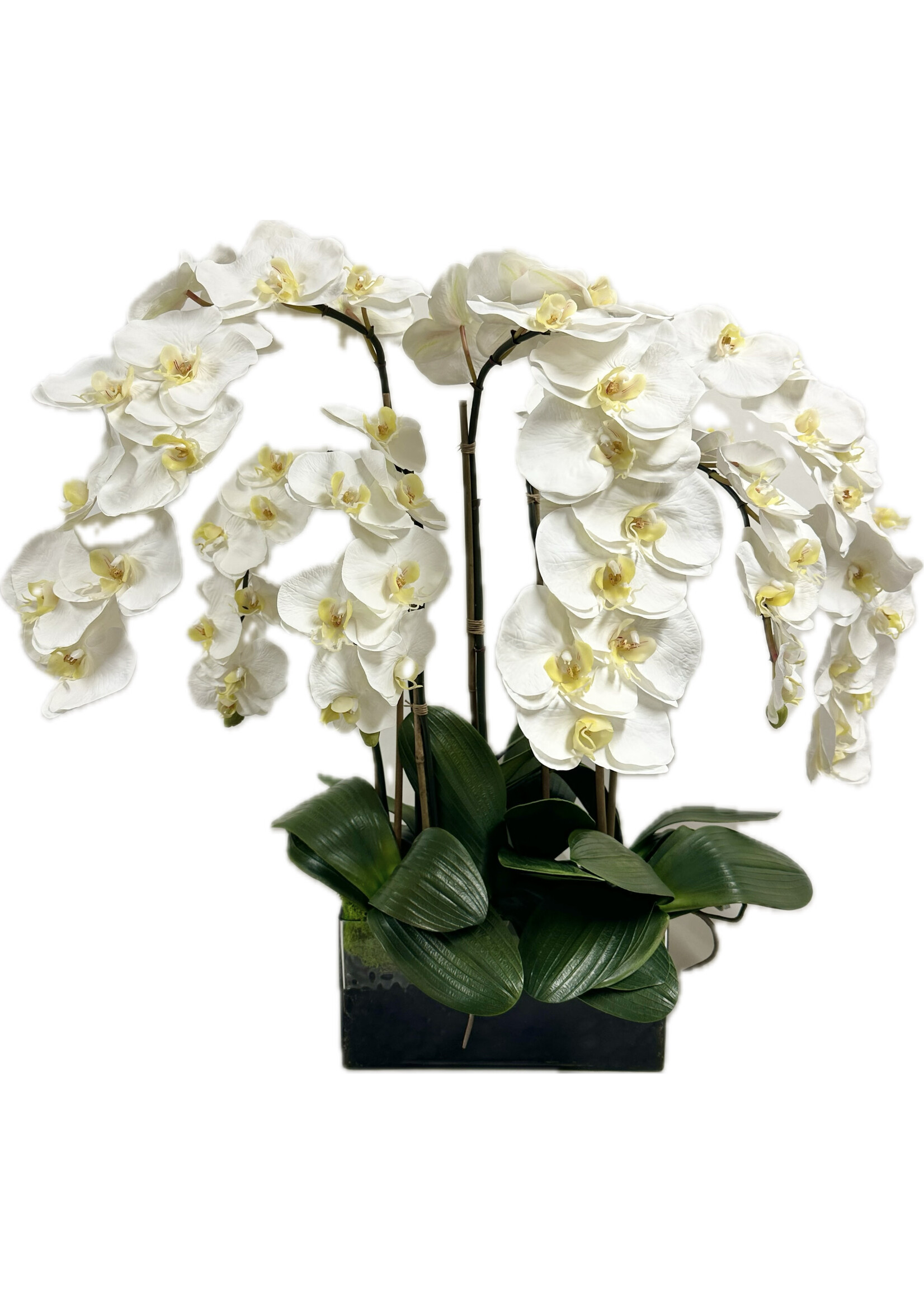 Phalaenopsis Orchid x7 in 12" Rectangle-White (WM1)