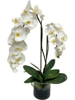 Phalaenopsis Orchid x2 in 6" Cylinder-White (WM2)