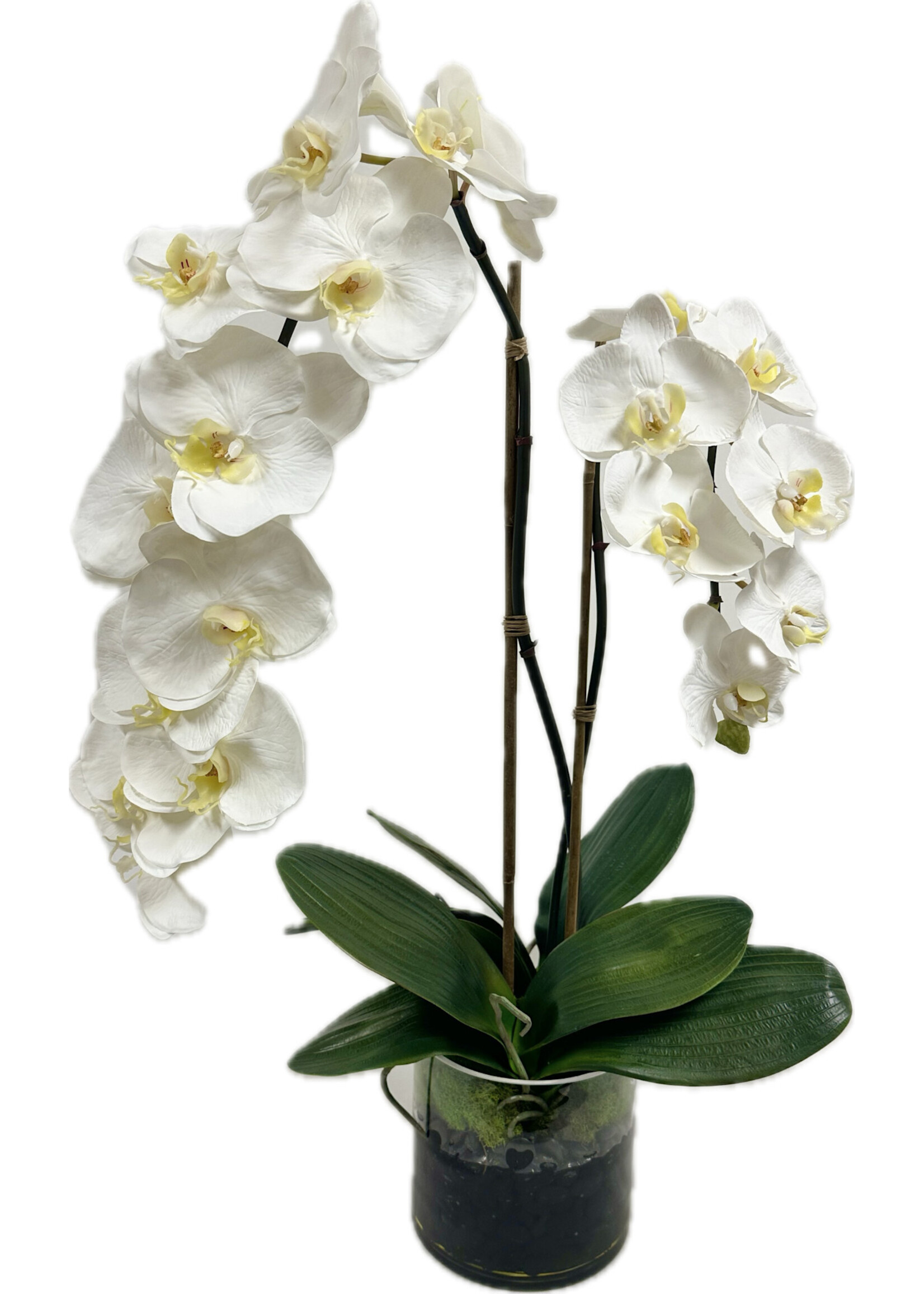 Phalaenopsis Orchid x2 in 6" Cylinder-White (WM2)