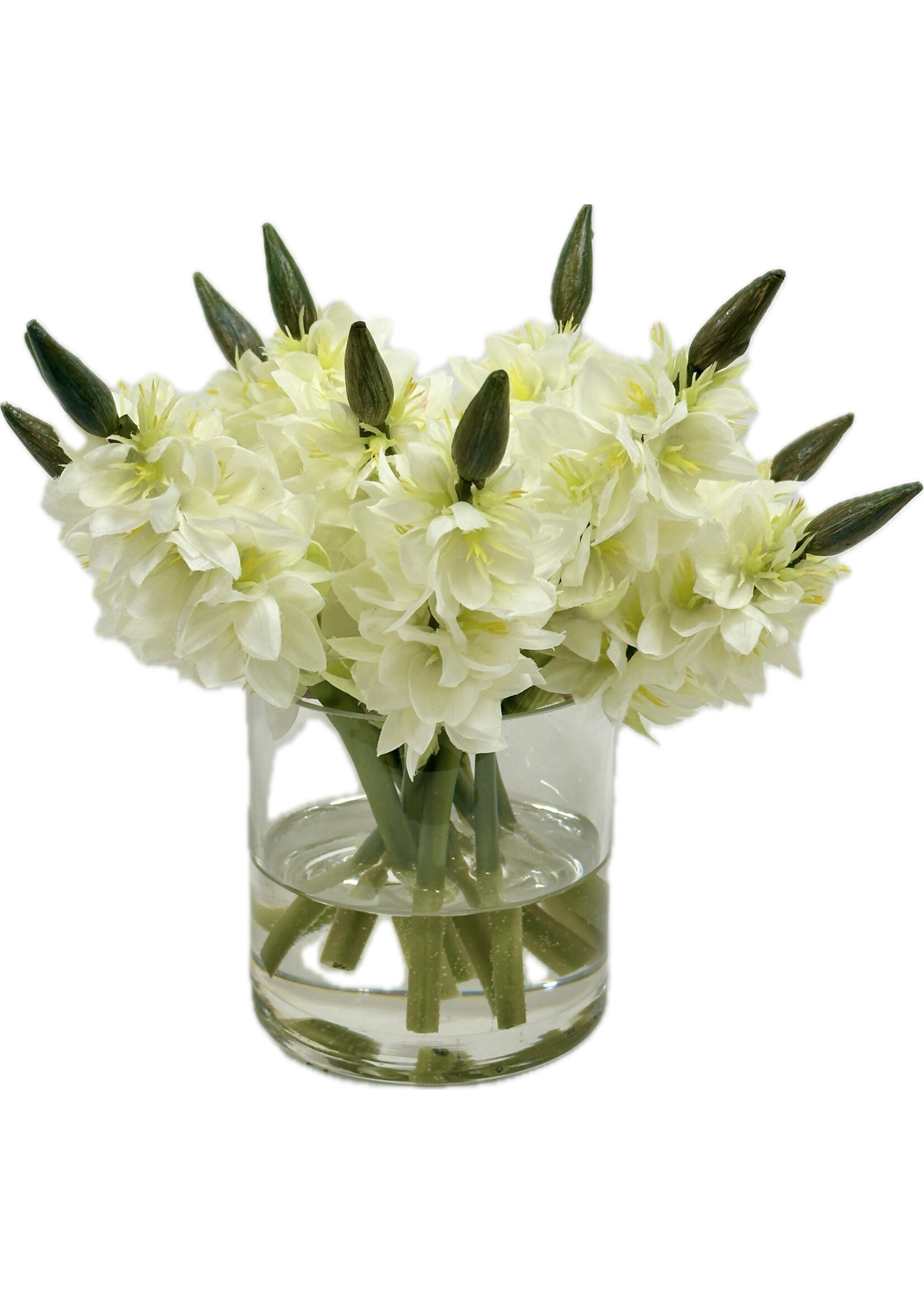 Star Of Bethlehem in 4" Cylinder-White (WM2)