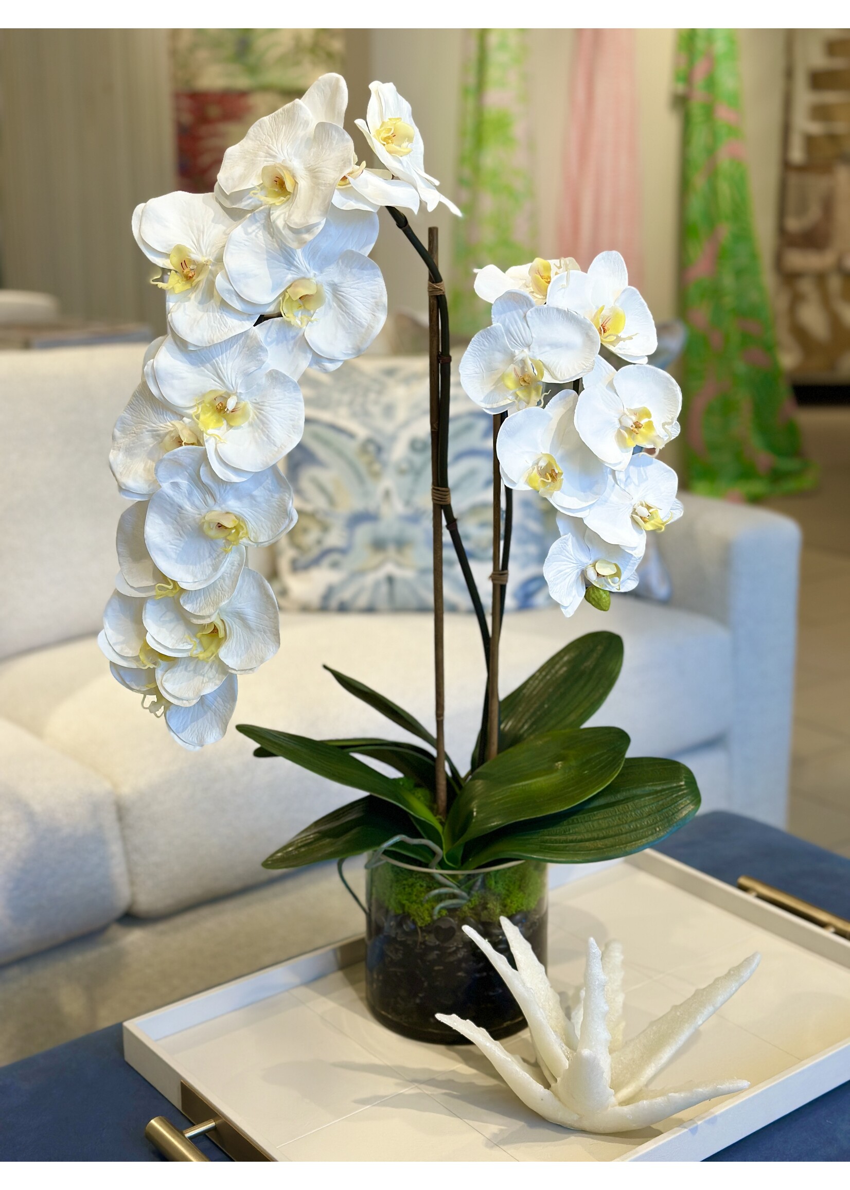 Phalaenopsis Orchid x2 in 6" Cylinder-White (WM2)