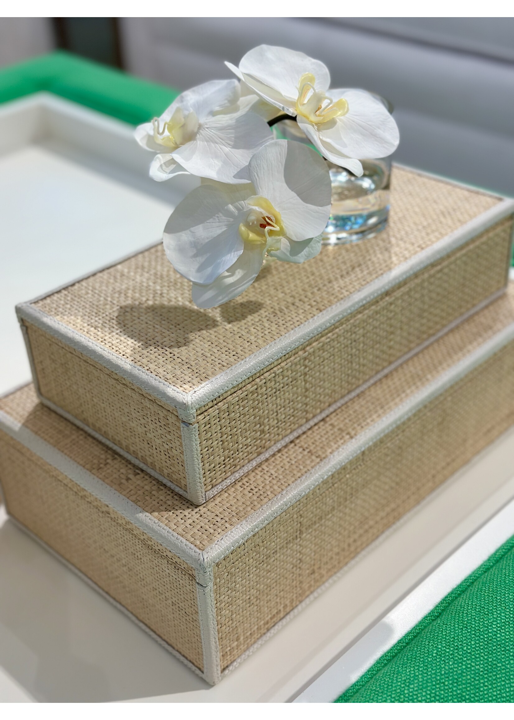 Phalaenopsis Orchid Cutting in 3" Cylinder-White (WM6)