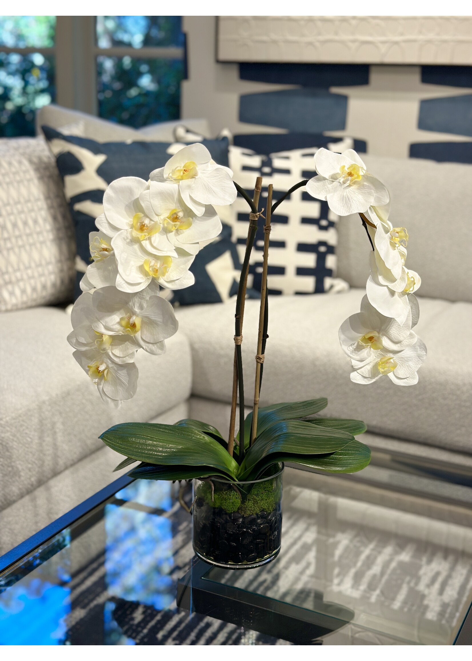 Medium Phalaenopsis Orchid x2 in 5" Cylinder-White (WM2)
