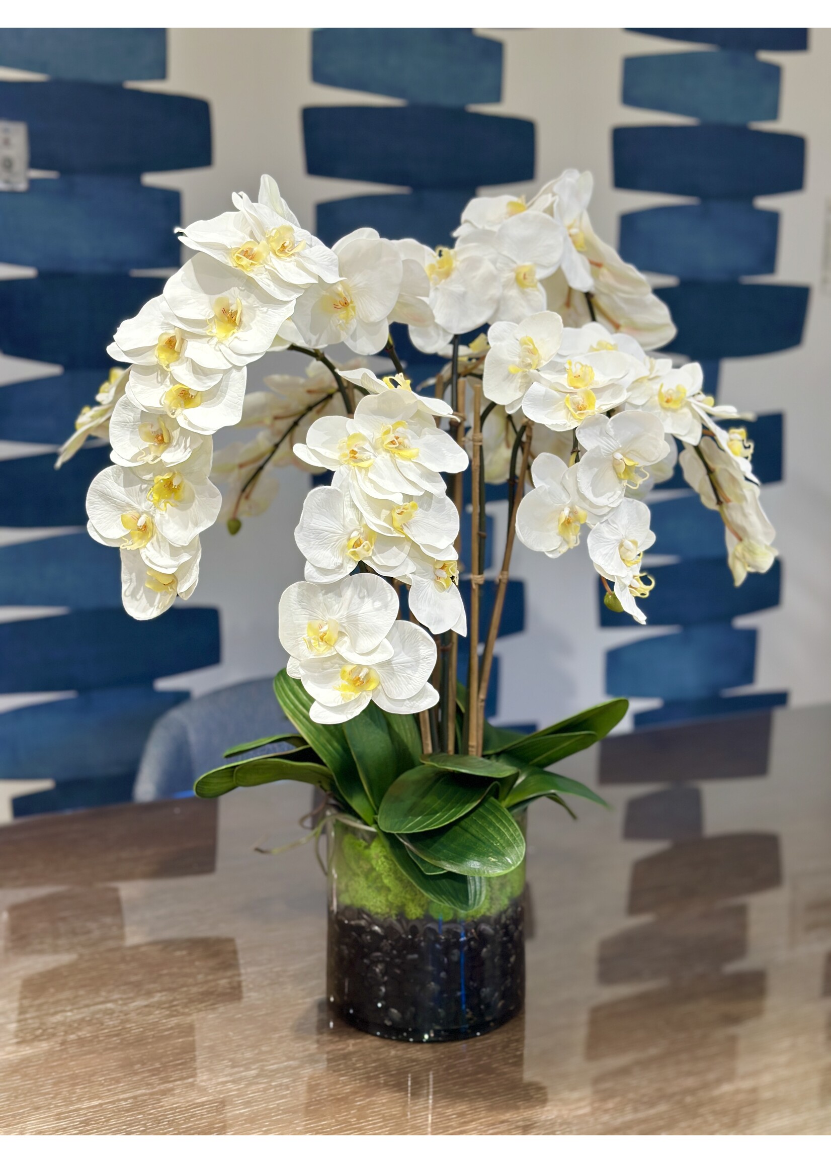 Phalaenopsis Orchid x8 in 8" Cylinder-White (WM1)