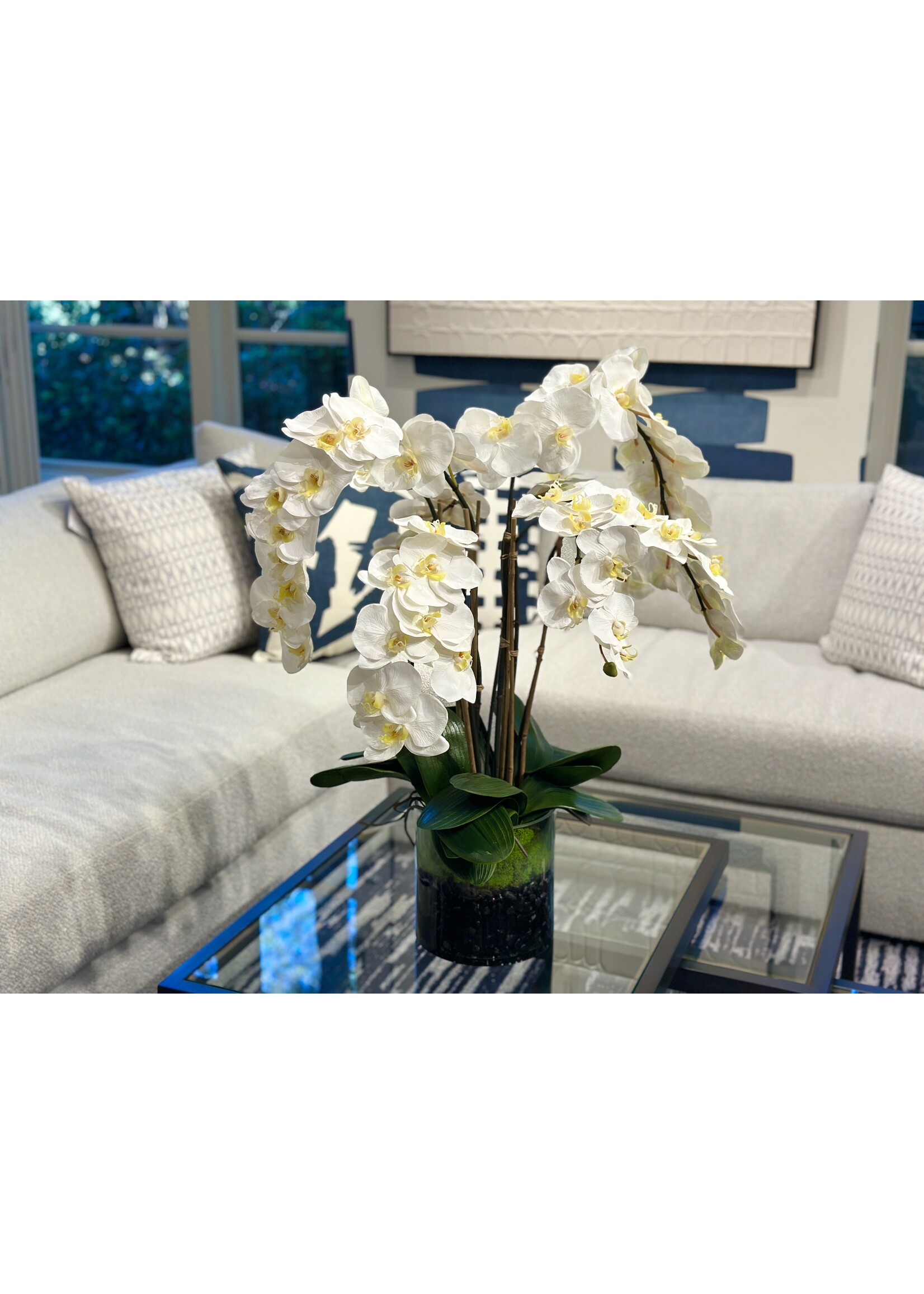 Phalaenopsis Orchid x5 in 6" Cylinder-White (WM2)