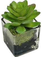 Succulent Votive (WM12)