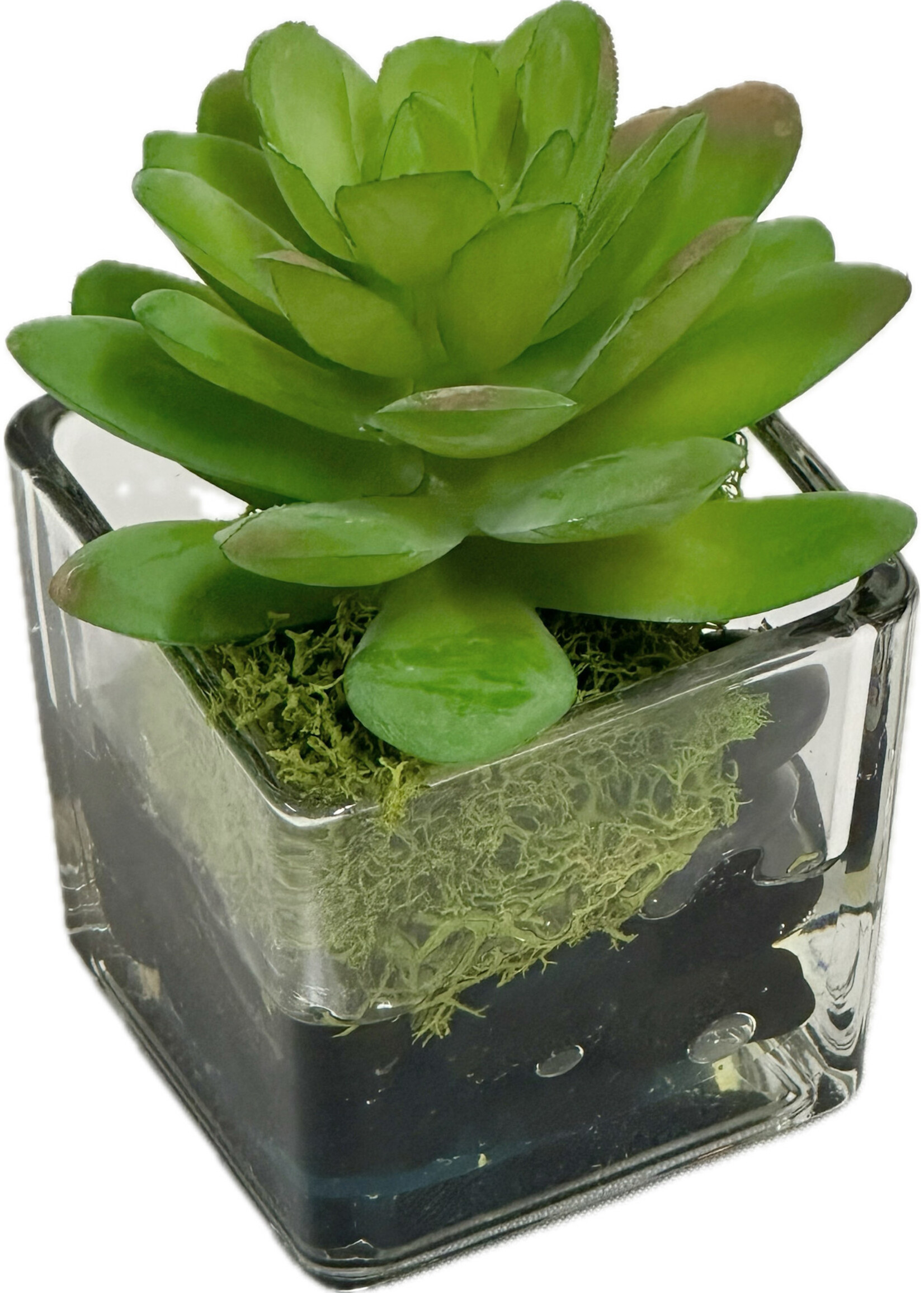 Succulent Votive (WM12)