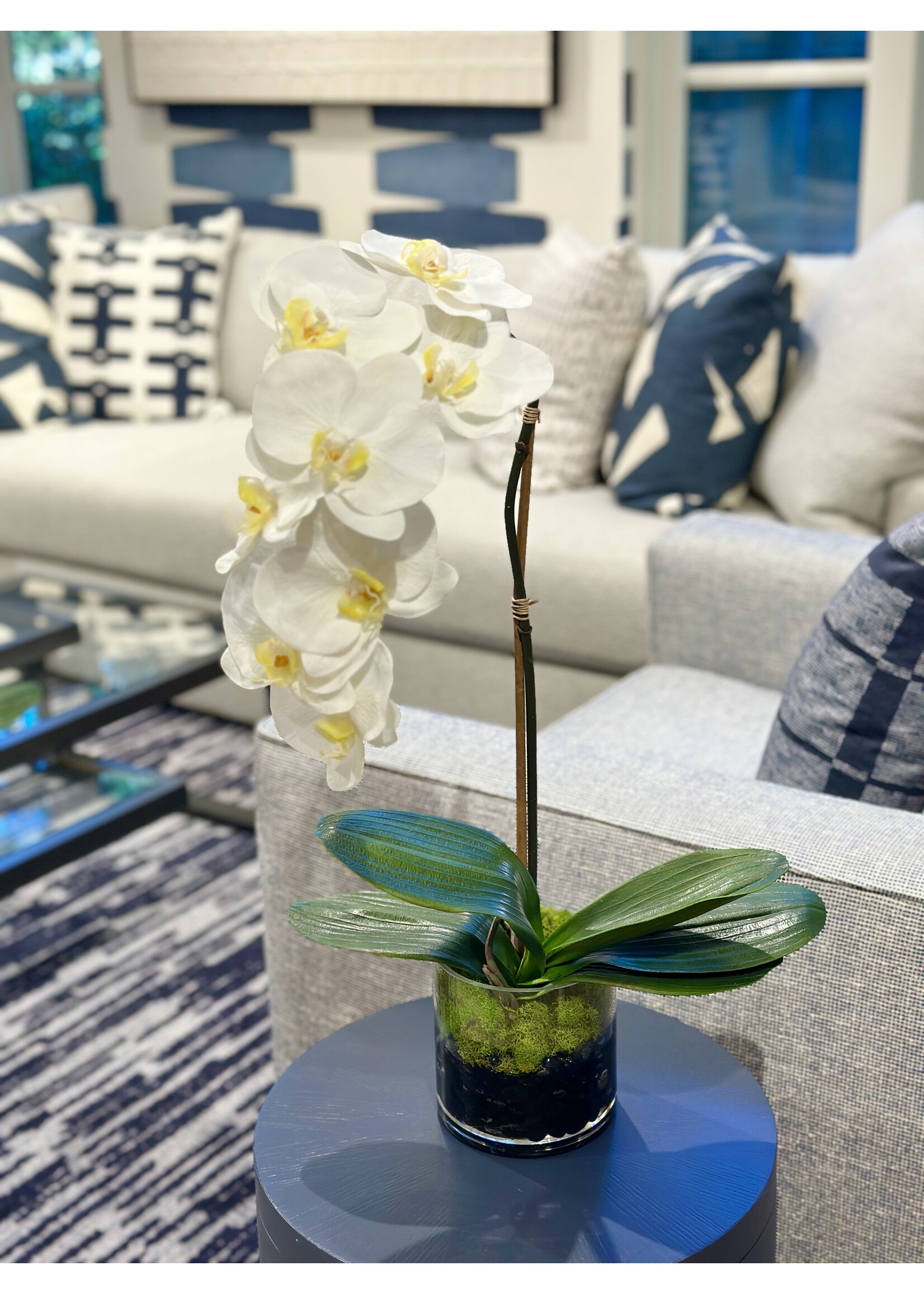 Medium Phalaenopsis Orchid x1 in 5" Cylinder-White (WM2)